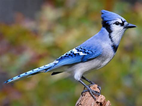 Blue Jay | Celebrate Urban Birds