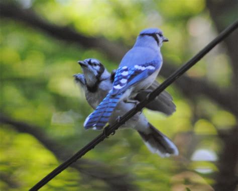 Blue Jay feeding young - FeederWatch