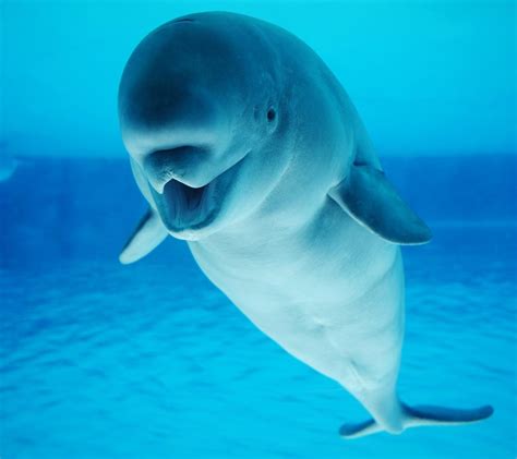 Beluga Whale Adaptations for Almost Everything are Totally Awing ...