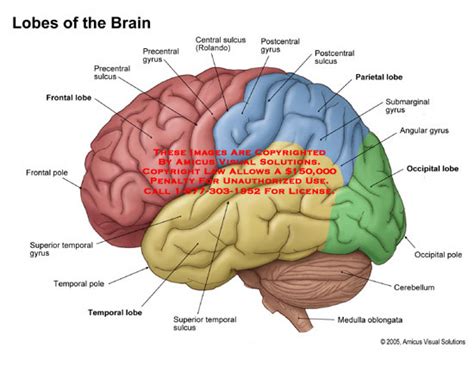 Lobes of the Brain