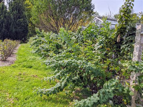 Caring for the Raspberry Bushes - The Martha Stewart Blog