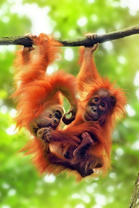 138 Best I need a crazy-haired baby orangutan! images | Baby orangutan ...