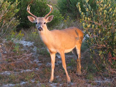 National Key Deer Refuge - 31 Photos - Landmarks & Historical Buildings - Big Pine Key, FL ...