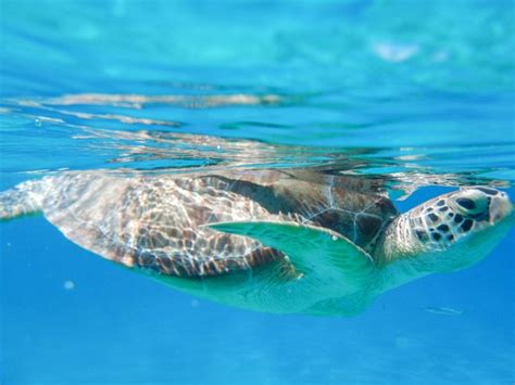 Snorkeling in St. Thomas: The Best Ranked Beaches | Saints and Sails | Virgin islands vacation ...