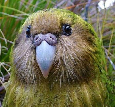 Kakapo | 可愛すぎる動物, 珍しい動物, ペットの鳥