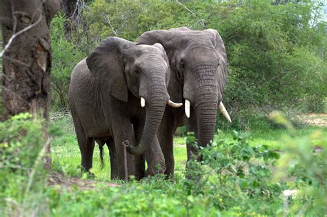 African Forest Elephant - Facts, Diet, Behavior, Lifestyle, Pictures | Animals Adda