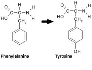 phenylalanine hydroxylase - JungleKey.fr Image #50