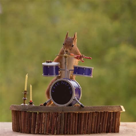 Red Squirrel Playing Miniature Drum Photograph by Geert Weggen - Pixels