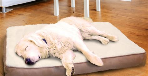 Dog Beds You'll Love | Wayfair.ca