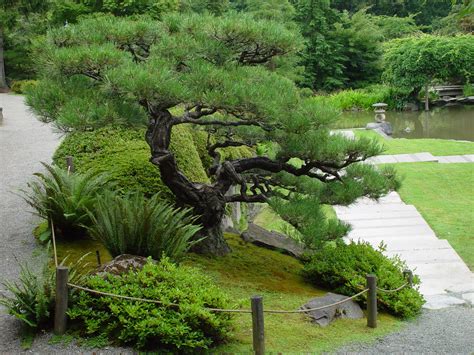 Pine Trees, Part One: Beloved Conifers — Seattle Japanese Garden