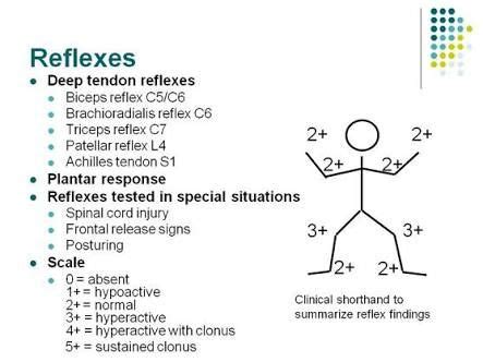 Resultado de imagen para brachioradialis reflex | Fundamentals of ...