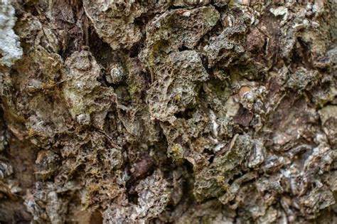 Premium Photo | Wood tree trunk texture