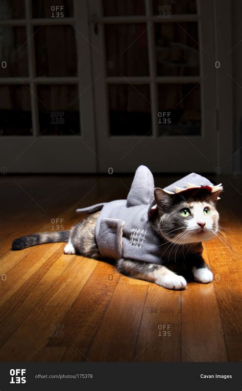 A cat in a shark costume stock photo - OFFSET