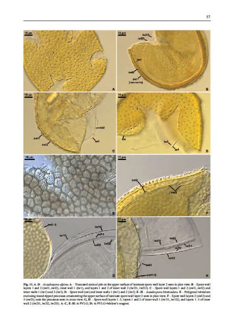 Glomeromycota-monograph / Glomeromycota-monograph-12.jpg