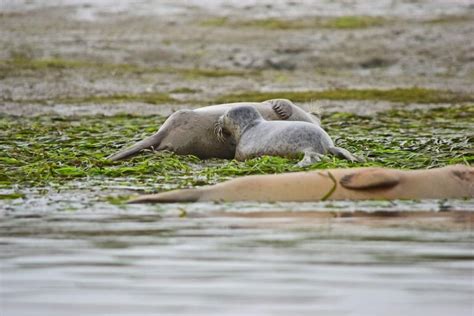 Harbor Seal Pupping Season is Here: Where to See Baby Seals & More - Kayak Connection