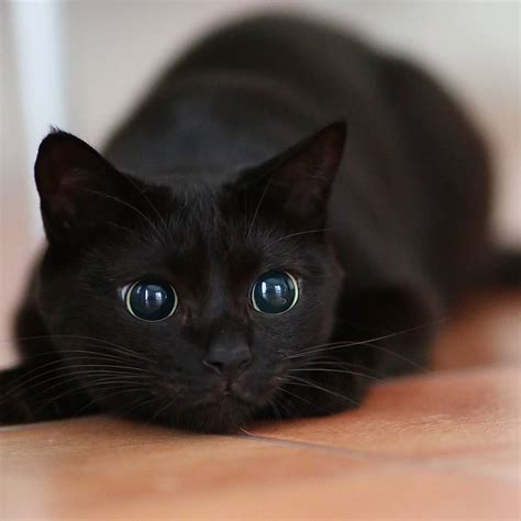 Love Black Cats