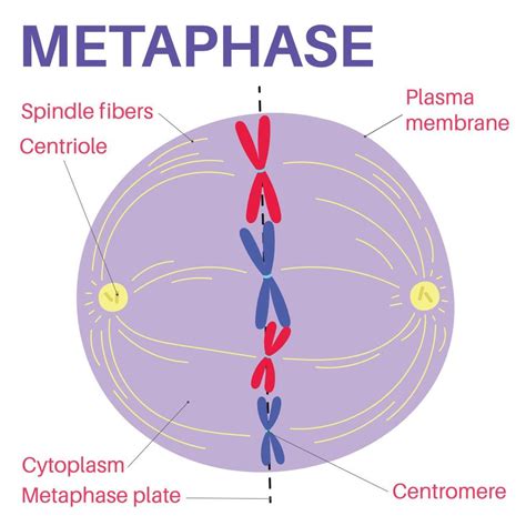 Metaphase is a stage of mitosis in the eukaryotic cell cycle. 14268875 ...