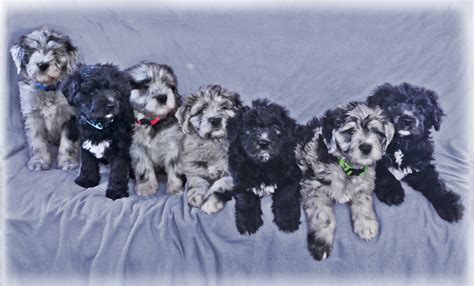 Puppies — artos bergamasco sheepdogs