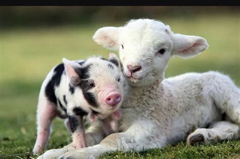 Farm Animals List, Facts, and Pictures