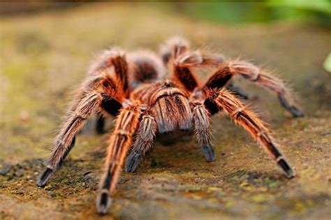 14 Most Fascinating Pet Tarantula Breeds You May Love To Care For