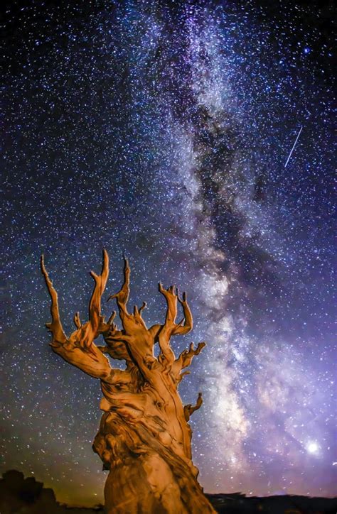 Methuselah Tree, White Mountains, USA