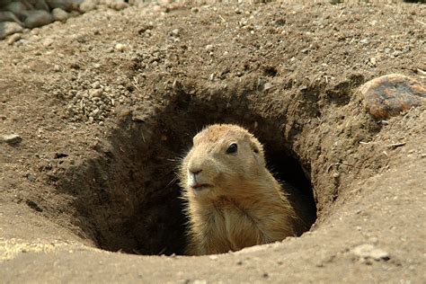 Wonderfully Astounding Facts About Groundhogs - Animal Sake