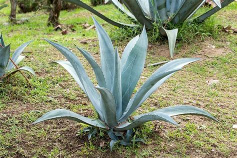 Agave Tequilana: How To Grow and Care | Florgeous