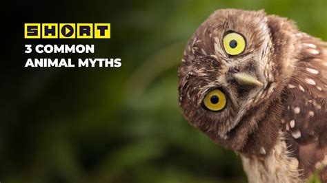 3 Common Animal Myths - YouTube