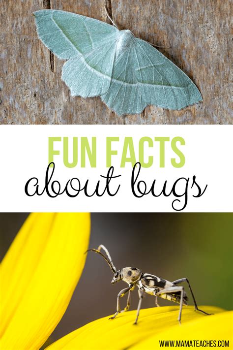 Interesting and Fun Facts About Insects - Mama Teaches