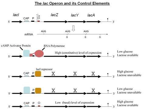 How is the Lac Operon Regulated | Gene Expression and Regulation