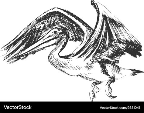 Hand sketch of a flying pelican Royalty Free Vector Image