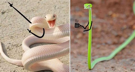 Snake Pics Are Getting A Doodle Makeover And The Results Are Beyond Funny