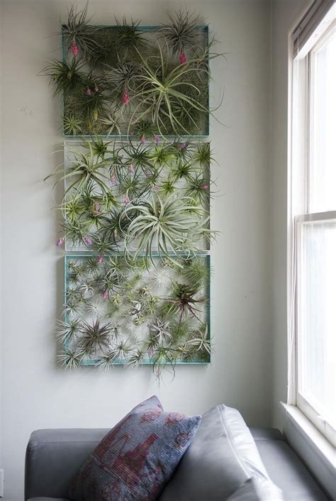 15 Best Air Plant Wall Art