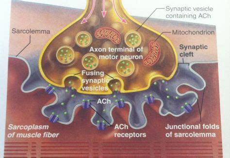 18 ideias de Neuromuscular Junction | neurociência, histologia, fibras ...