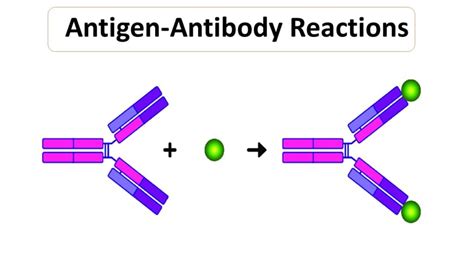 Antigen–Antibody Reactions - Microbiology Notes