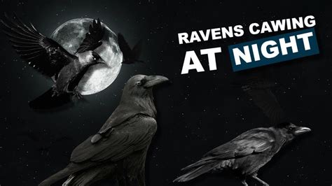 Ravens cawing at night. 8 hours of raven sounds *caw* *caw* | Raven ...