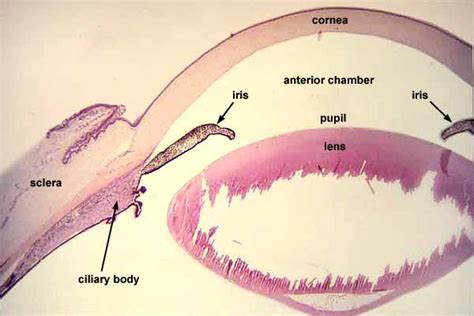 Sclera Histology