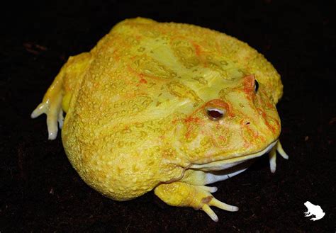 The Frog Ranch | Albino Patternless - The Frog Ranch