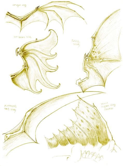 Dragon wings Drawing Reference and Sketches for Artists