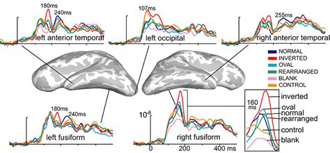 Frontiers | Spatio-temporal dynamics and laterality effects of face inversion, feature presence ...