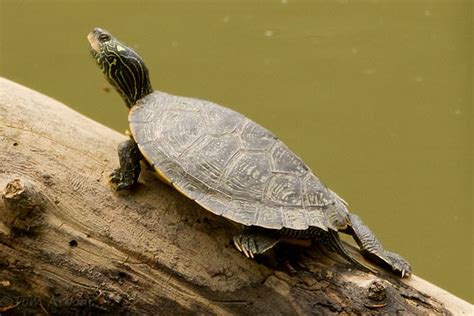 Northern Map Turtle Facts and Pictures | Reptile Fact