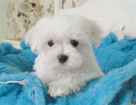 Maltese Care and Training | Beverly Hills Dog Training