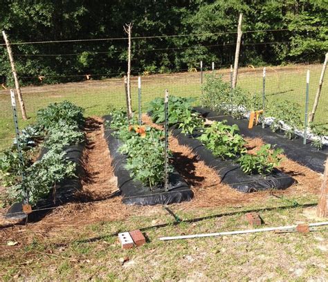 Vegetable Gardening for Beginners | Gardening in the Panhandle