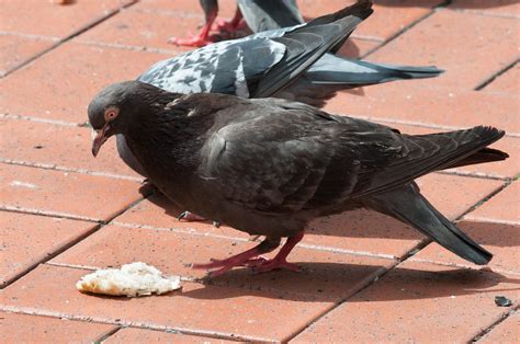 Pigeon eating bread in Queen Elizabeth II Square | D Coetzee | Flickr