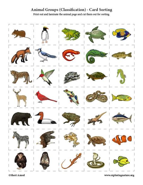 Animal Groups (Classification) - Card Sorting Activity - High Resolution Download | Animal ...