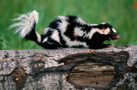 Skunk | Scent, Size, Habitat, & Facts | Britannica