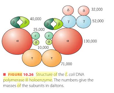 Dna Polymerase 1 Structure