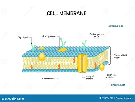 Diagram of Cell Membrane,phospholipid Bilayers Structure Stock Vector ...