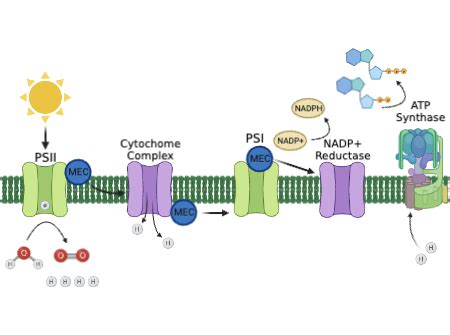 Comparing the Light-Dependent Reactions of Photosynthesis to the Calvin Cycle Practice | Biology ...