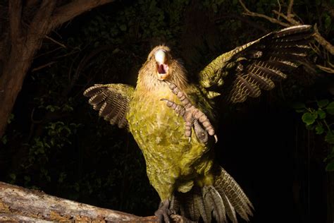 Kakapo Comeback | Endangered | Earth Touch News